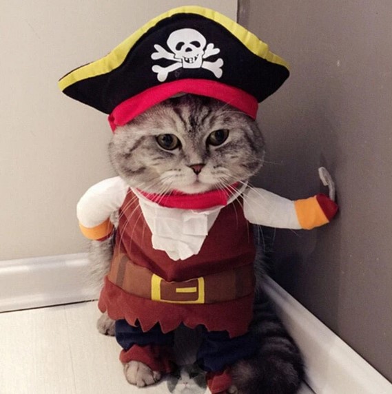 Spook-tacular Style: Dressing Your Cat for a Purrfectly Safe Halloween